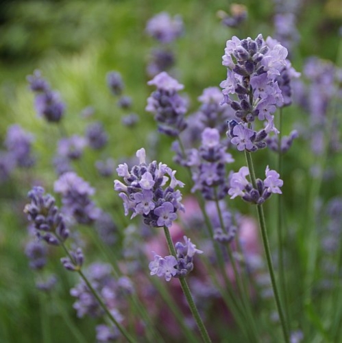 Lavandula angustifolia 'Melissa Lilac' - Garten-Lavendel